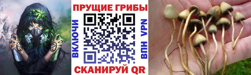 Галлюциногенные грибы Psilocybine cubensis  как найти закладки  гидра онион  Нальчик 